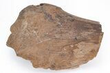 Fossil Dinosaur Bone - South Dakota #211300-1